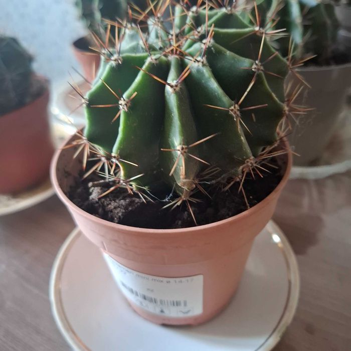 комнатные цветы., суккуленты, кактусы