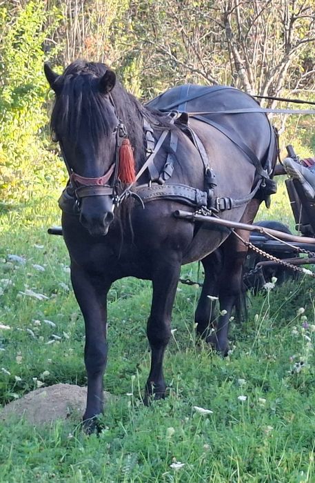 Vând iapă de 7 ani
