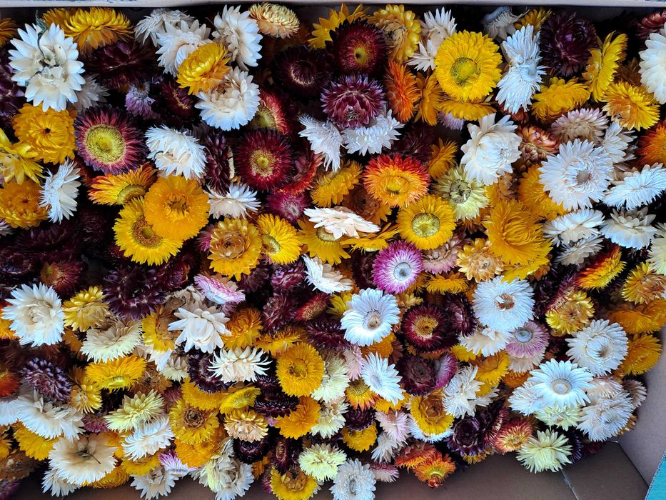 Capete Flori de pai uscate natural