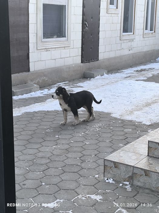 Алабай Сао щенки