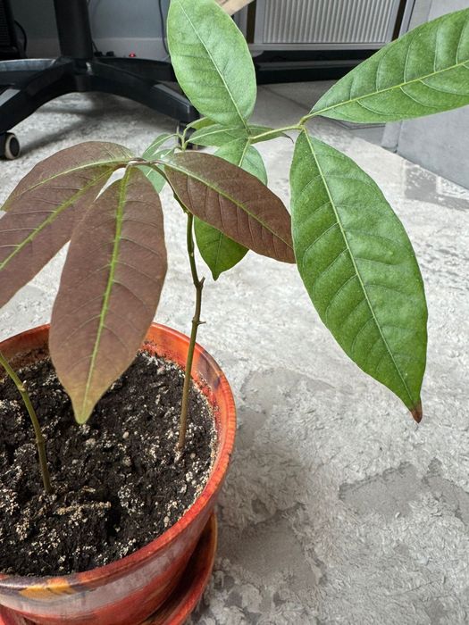 Комнатное растение Азалия