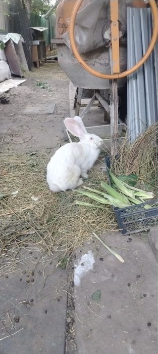 Кролики Бельгийский Фландр