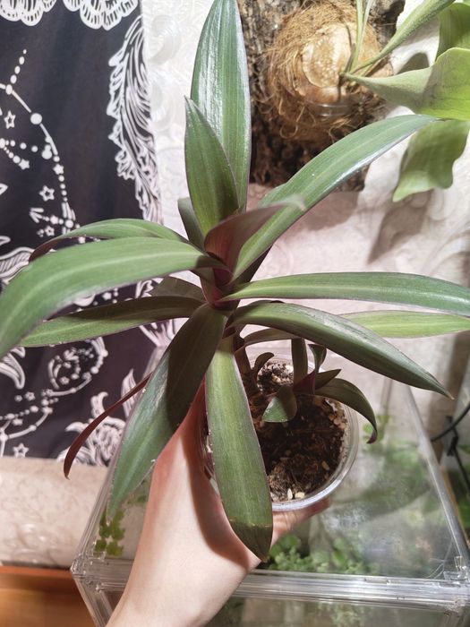 Комнатные растения