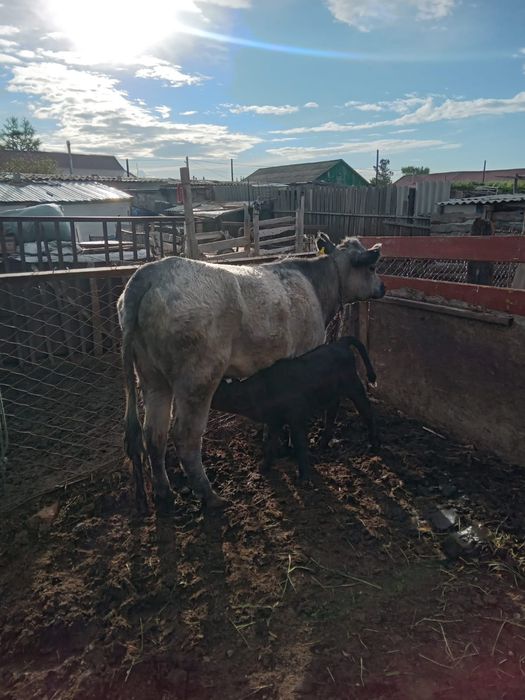 Корова с теленком