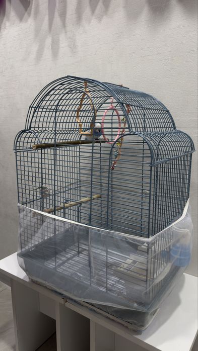 Попугай с клеткой