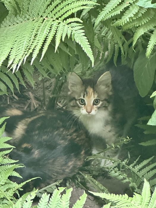 Добрые котята ищут дом