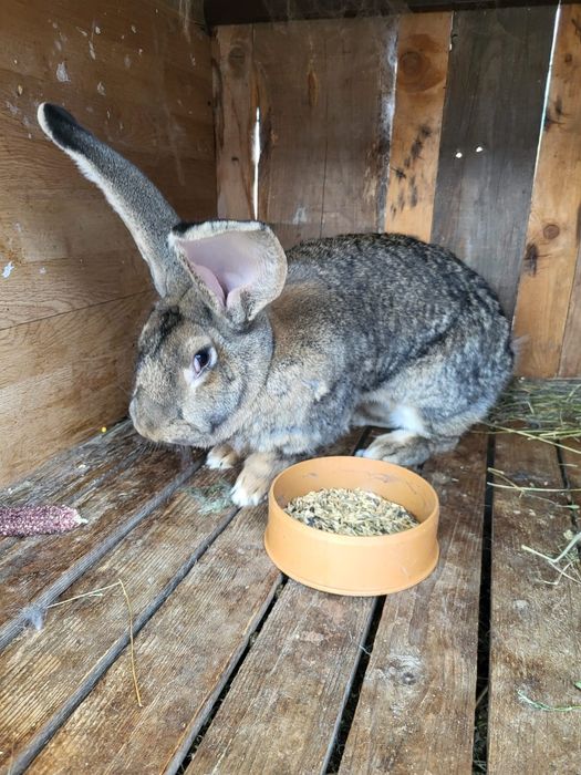 Disponibil pentru reproducere uriaș german