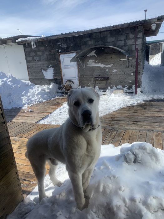 Вязка Алабай