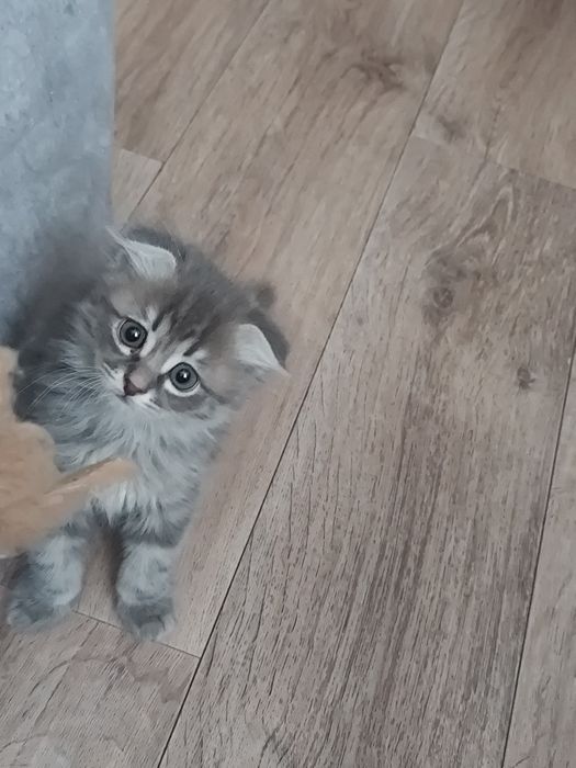 Котята редкой породы папа чистокровный  хайленд фолд мама Девон Рекс