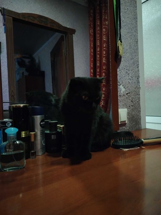 Срочно отдам бесплатно в хорошие руки шотландская вислоухая кошка