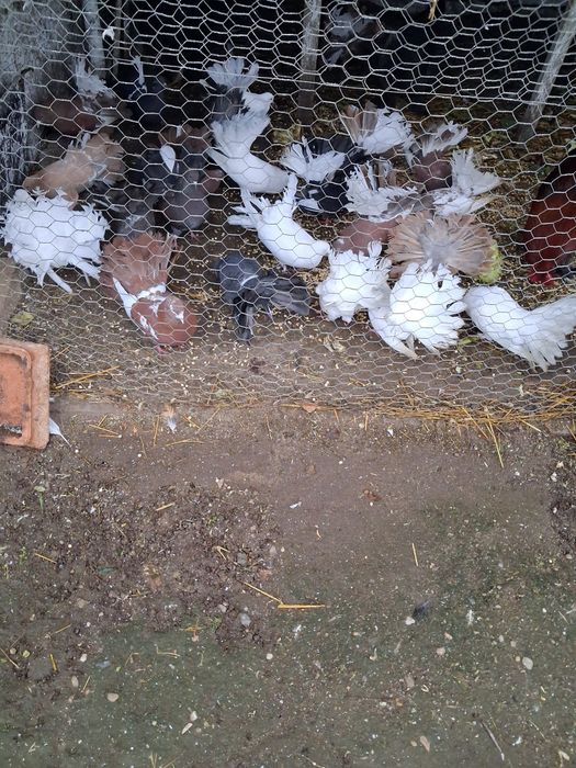 Vand porumbei rotati