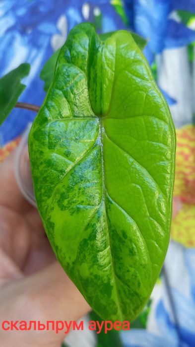 Клубни  алоказий