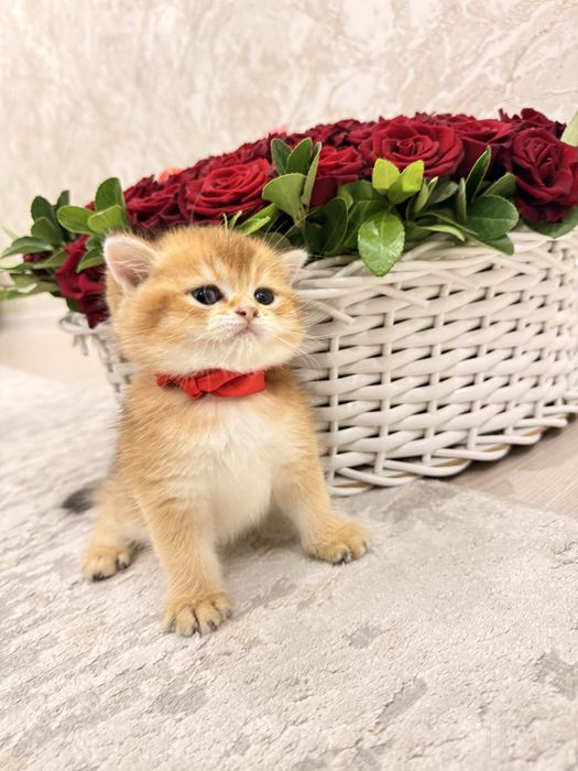 На продаже котята