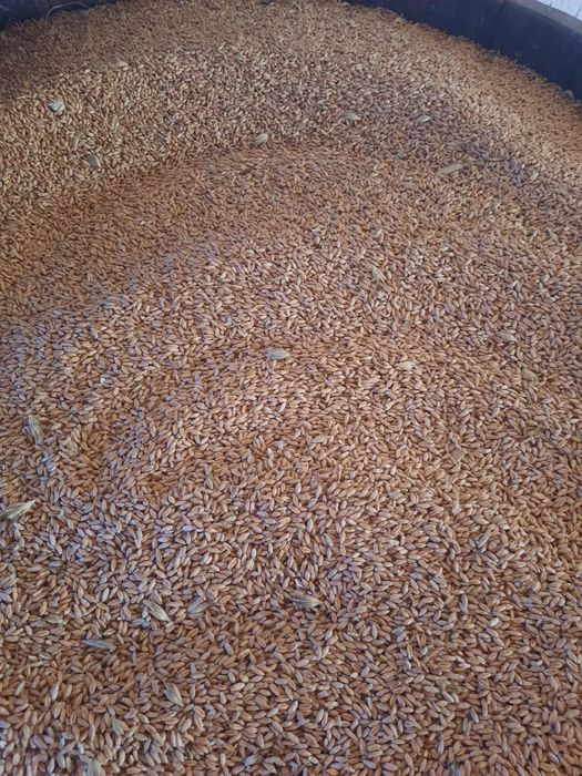 Cereale triticale