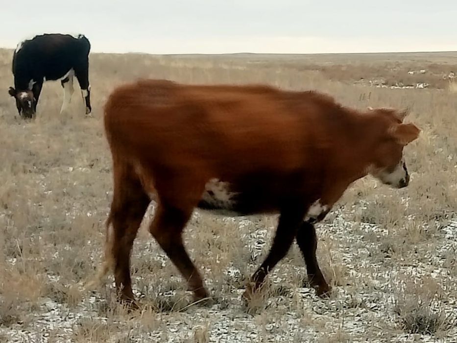 Коровы с телятами