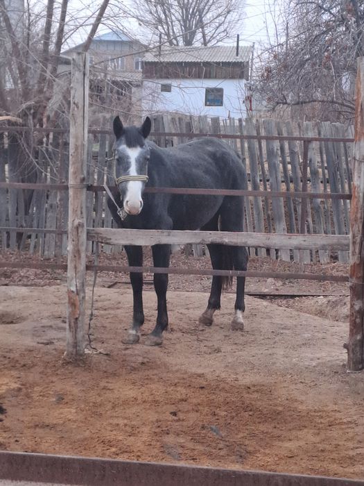 Продам кобылку. Полторашка