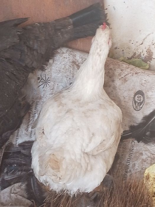 Бролер 5 кг кормили зерной хороший опитита для мяса