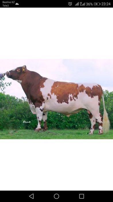 Осеменение кров мал урыктпу