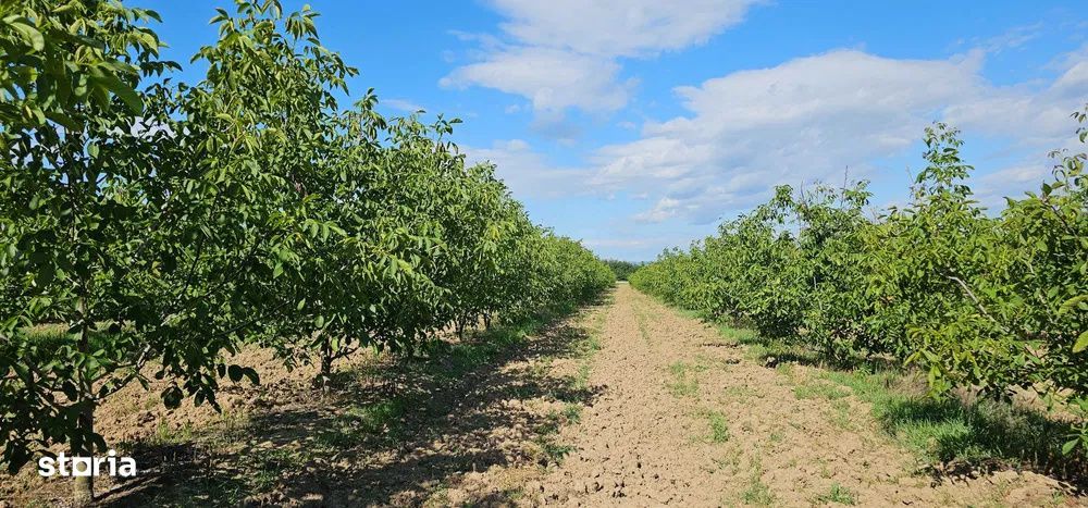Plantatie de nuci pe rod, 14 ha, 2.000 pomi, zona Bucov