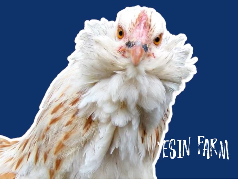 Инкубационные яйца породные куры из Россий под заказ, гарантия