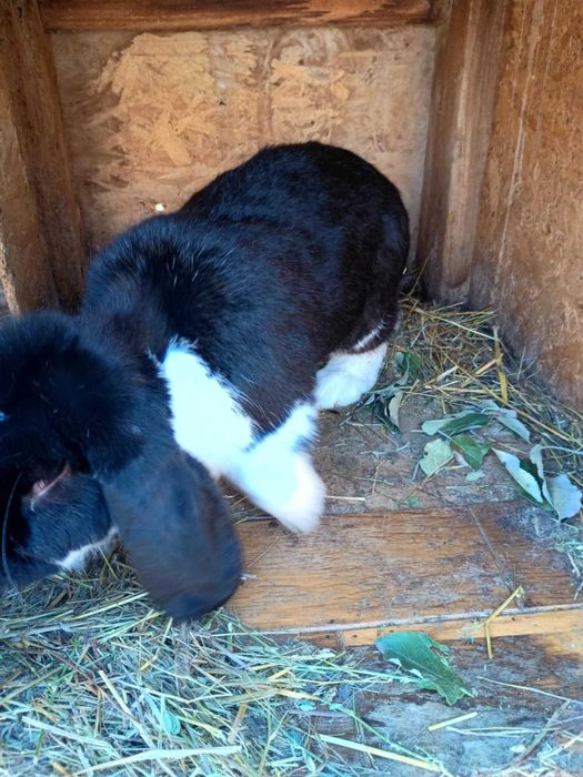 De vinzare iepuri berbec si porumbei de mai multe rase
