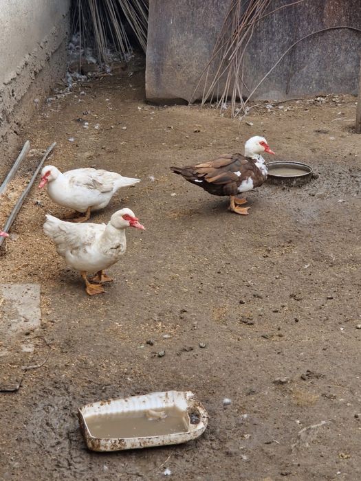 Продам индоуток