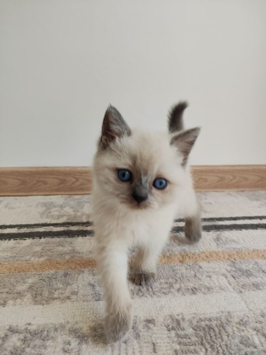 Шотландский котёнок