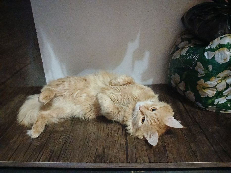 Мейн кун сотилади келишамиз