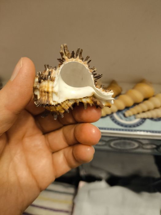 Ракушки разных размеров и ыорм