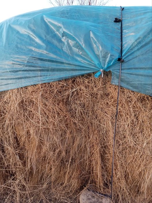 Beda sotiladi, mol ovqati