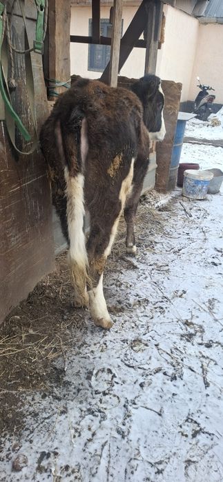 Телочка,Телка,тана,ургашы,корова