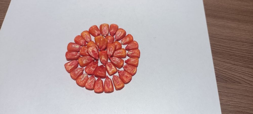 Семена кукурузы. Жугери тукымы