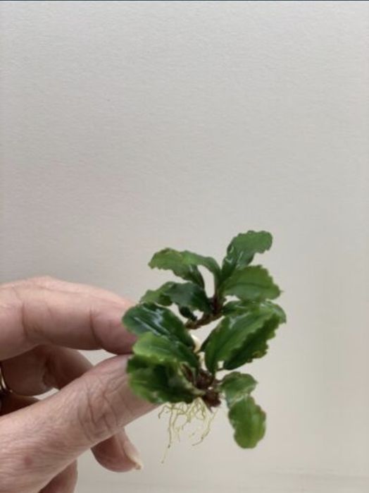 Bucephalandra – Superbe. Stoc limitat.