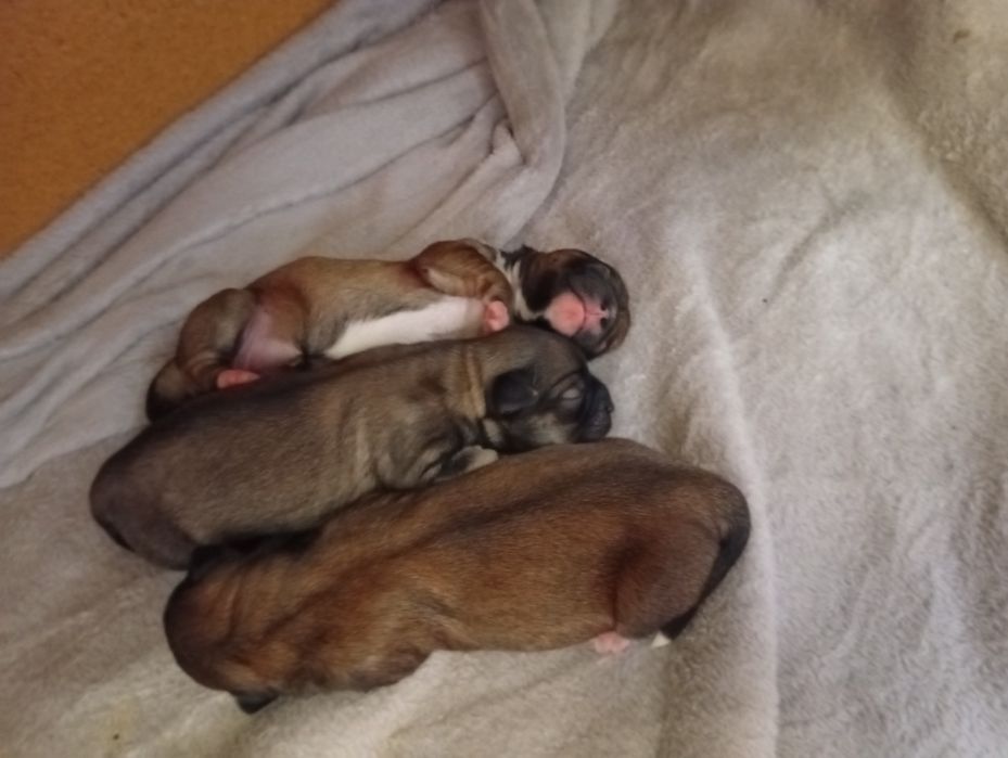 Vând bișonii maronii