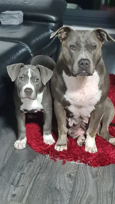 Femela Blue Amstaff 3 luni