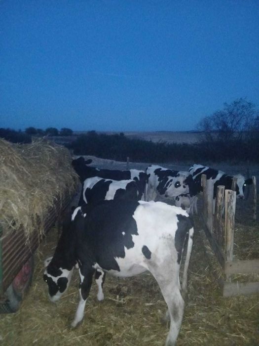 De vânzare 5 juninci holstein cu vârsta de 1 an și 8 luni 3 dintre ele montate mai multe detalii la nr de tel 0751466472 Călacea Bihor