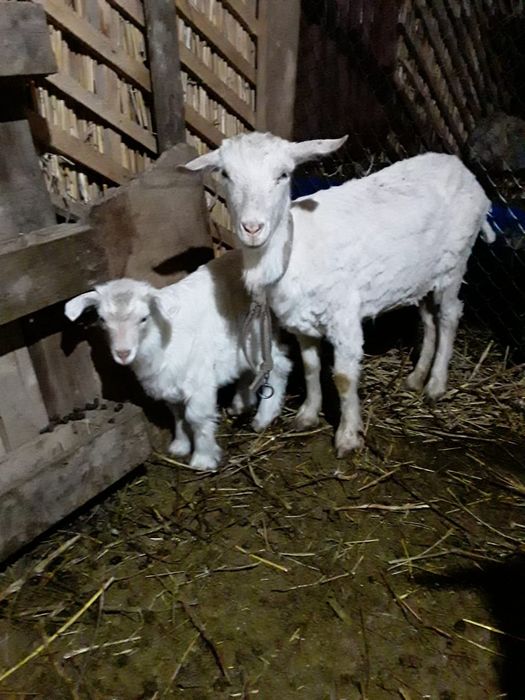 Козы, козёл, коза, козлята