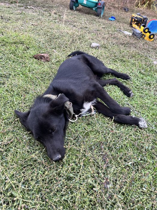 восточно европейская овчарка черная