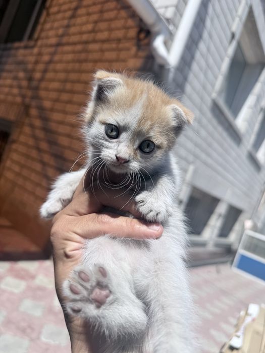 Отдам котят вислоухих