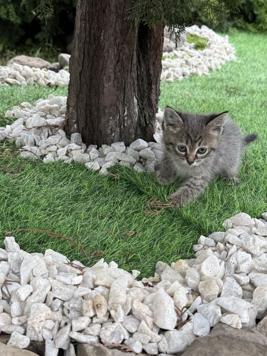 Отдам котят в добрые руки