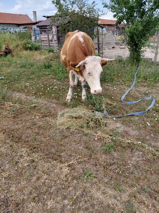 Vand vaca baltata de 7-8 ani