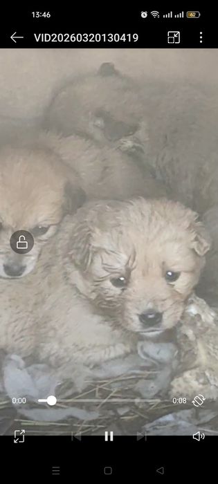 Щенки. Бесплатно