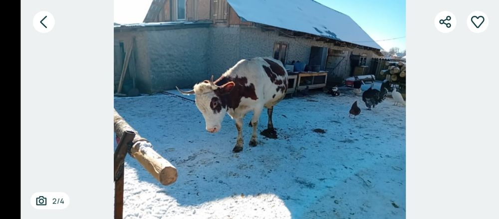 Vaca baltata românească