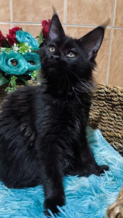 Настоящие ГИГАНТЫ- Мейн Куны