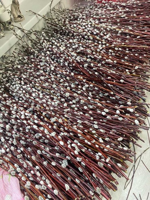 продам вербу красную