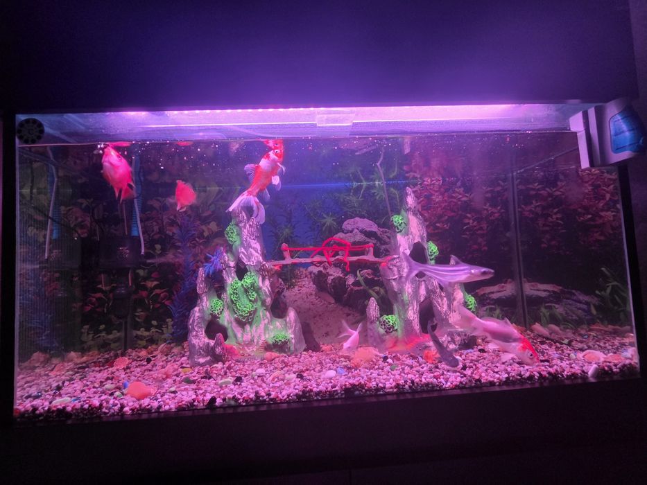 Yangi Akvarium sotiladi !