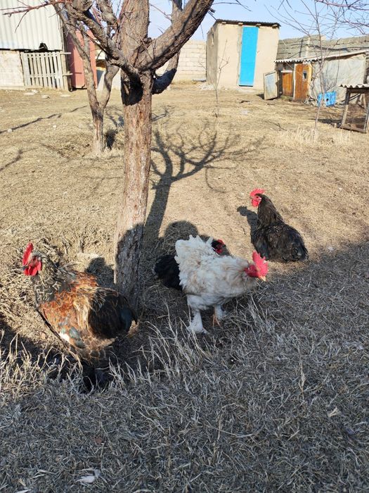 Қораз петух 4штук