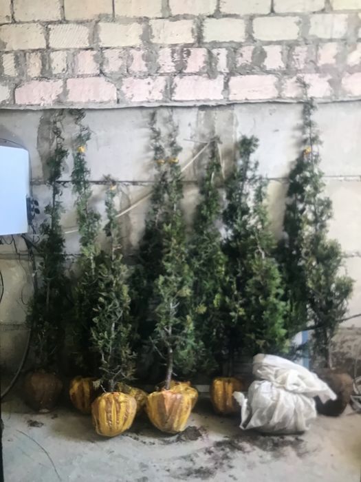 Стрижная туя туя туя