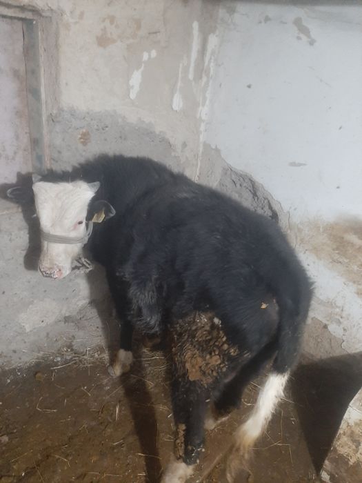 Продам пыков хорошой породы