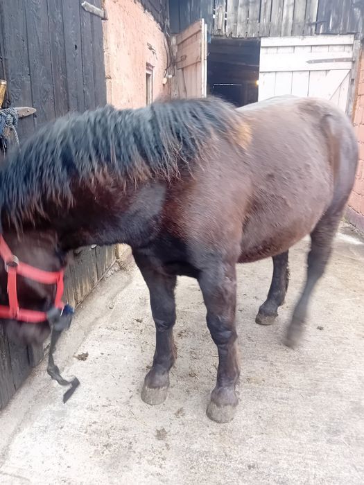 Mânz de 7 luni din cai buni